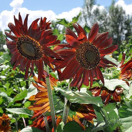 Girasol Infrarrojo Mix F1