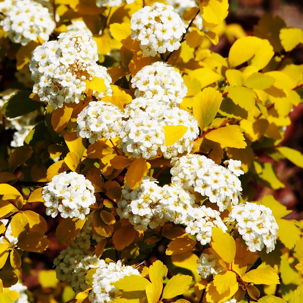 💛Spiraea Golden Fountain