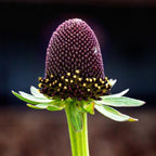 CONOFLOR OCCIDENTAL Rudbeckia Occidentalis Green Wizard también conocido como Semillas de Hierba de Flor Negra de Chocolate Sin Rayos