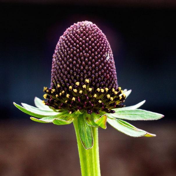 CONOFLOR OCCIDENTAL Rudbeckia Occidentalis Green Wizard también conocido como Semillas de Hierba de Flor Negra de Chocolate Sin Rayos