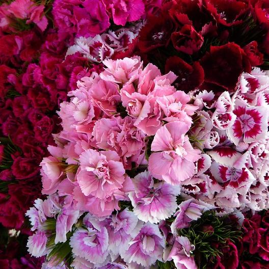 Semillas de Clavel del Poeta - Mezcla Heraldo de Primavera