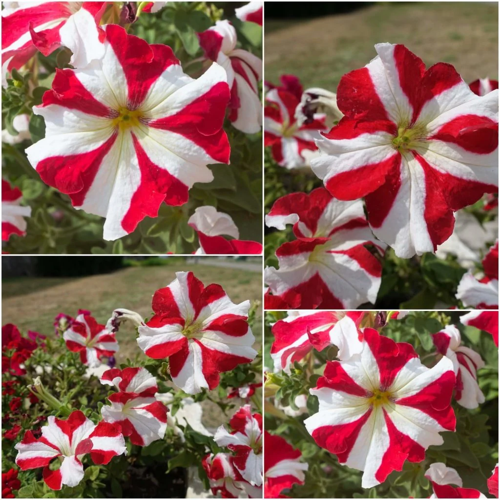 🌸Petunia Seeds