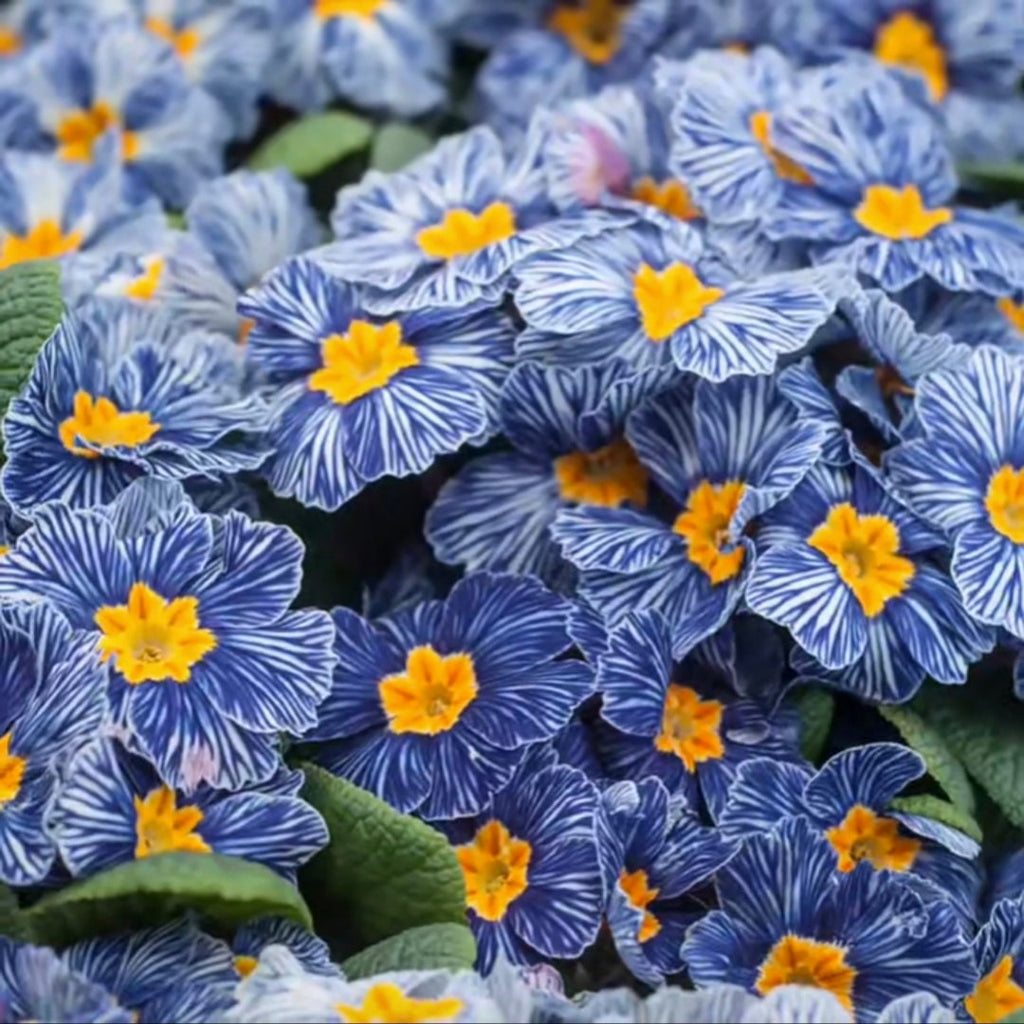 Semillas de prímula "Cebra Azul"