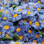 Semillas de prímula "Cebra Azul"