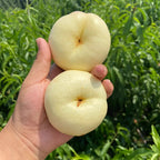 Semillas planas de nectarina