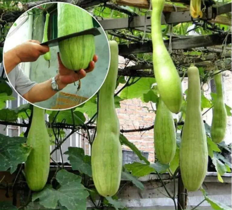 Cortar melón Sembrar semillas de melón