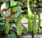 Cortar melón Sembrar semillas de melón