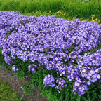 Roundabout Phlox Seeds