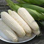 Sweet Corn Freedom MXR F1