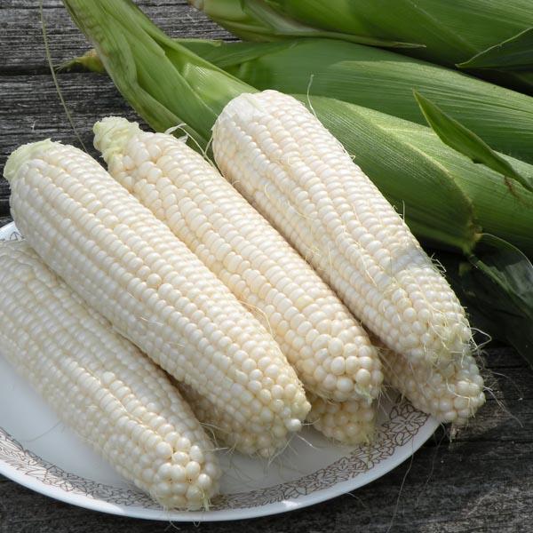 Sweet Corn Freedom MXR F1