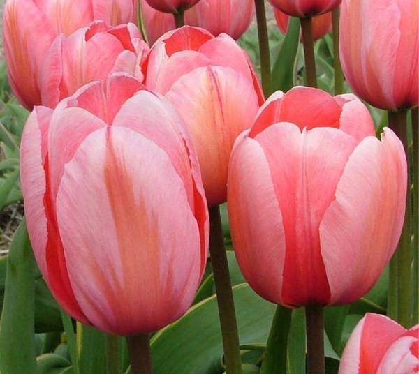 ¡¡¡NUEVO!!! 100 unidades/Bolsa - Semillas de Tulipán Jardín Flores Plantas