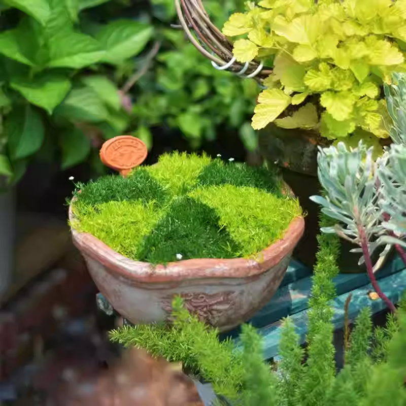 🌳Semillas de Sagina subulata para jardín y césped