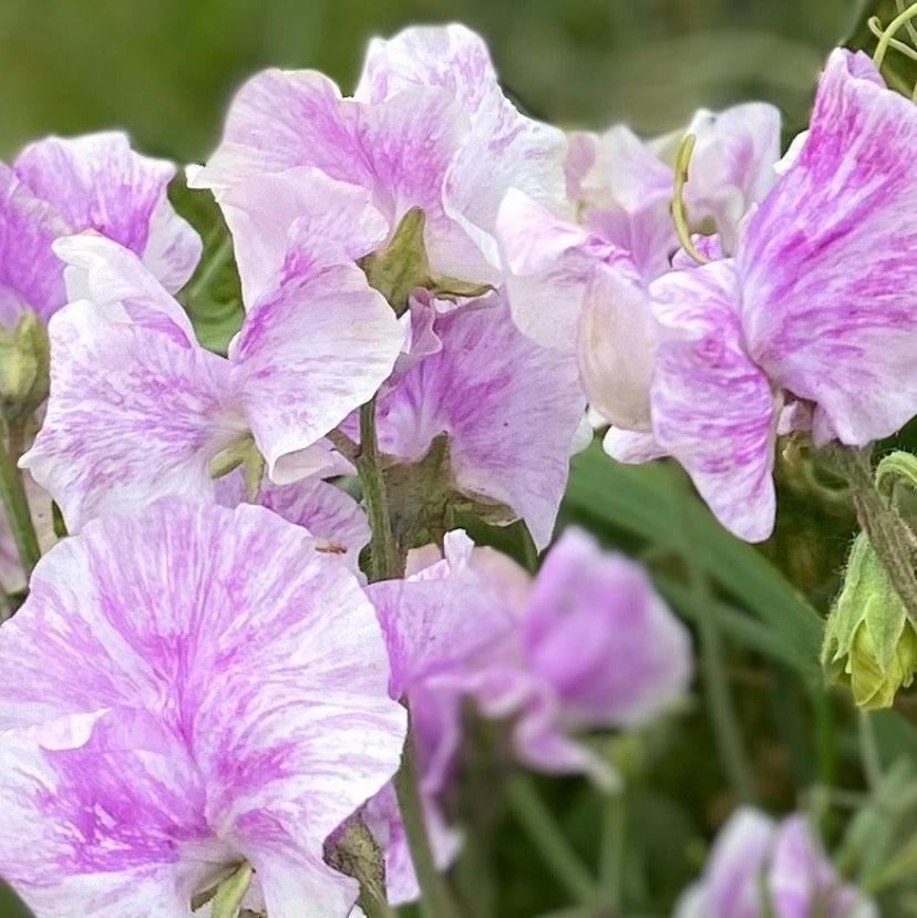 SEMILLA DE GUISANTE DE OLOR ESCARCHA DE LAVANDA