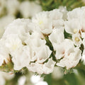 Semillas de flores estáticas blancas