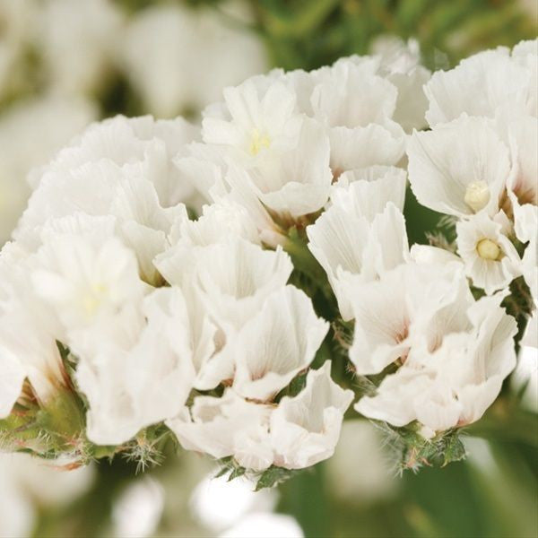 Semillas de flores estáticas blancas