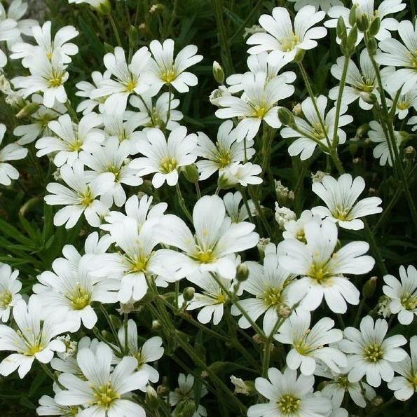 NIEVE DE VERANO (Hierba de Gallina) Semillas de Flores Cerastium Biebersteinii
