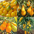 🔥50% de descuento🔥-Semillas de Tomate Pera Amarillo