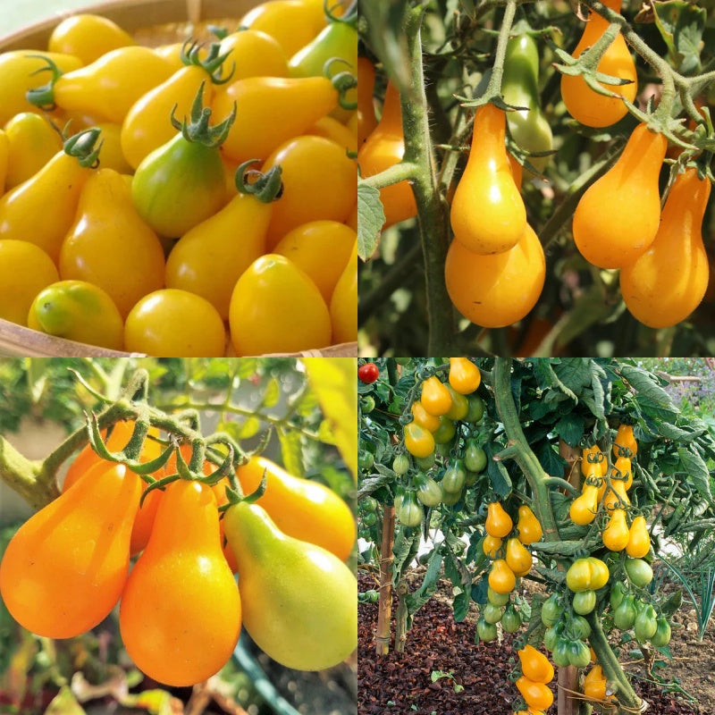 🔥50% de descuento🔥-Semillas de Tomate Pera Amarillo