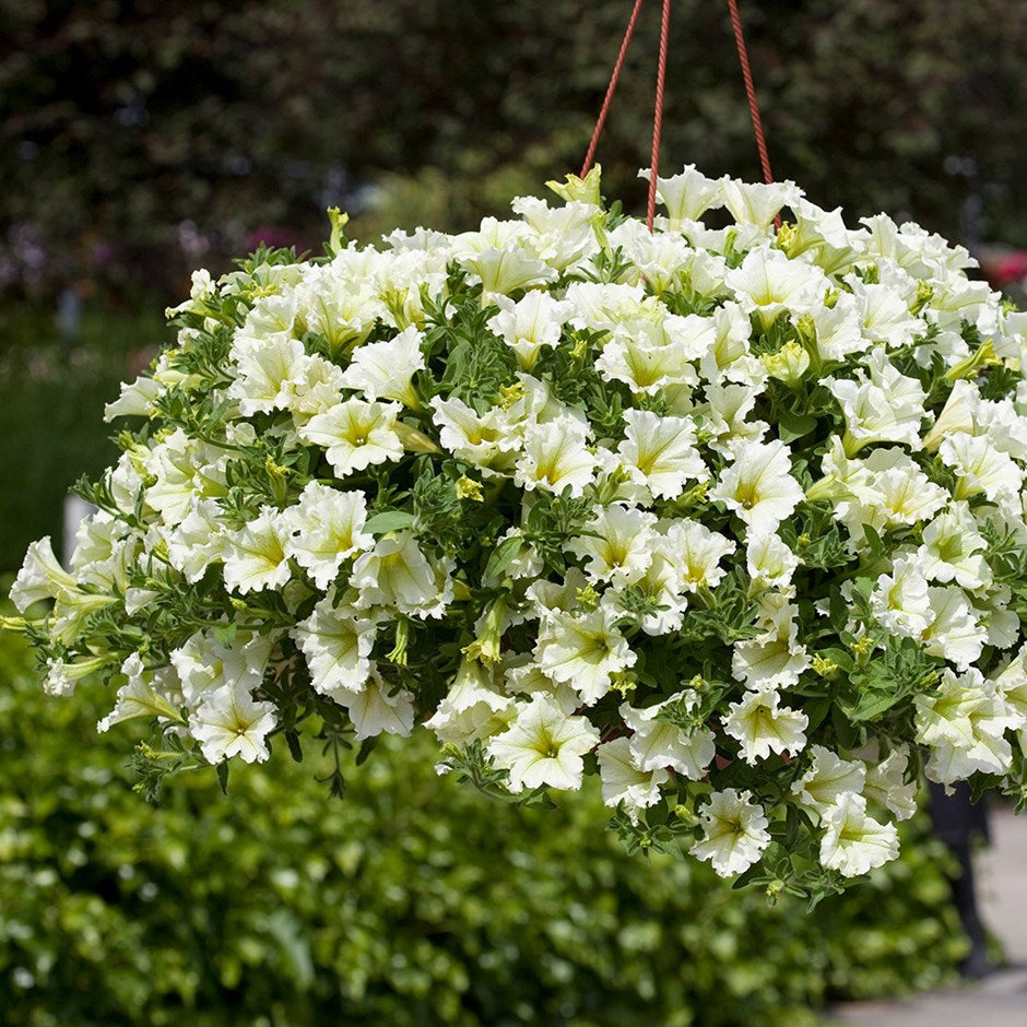 🌸Semillas de petunia