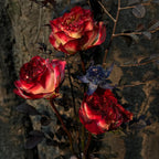 Rare Multi-color Roses-Apple Jack Seeds