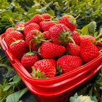 Sweet Dreamland Cream Strawberry Seeds