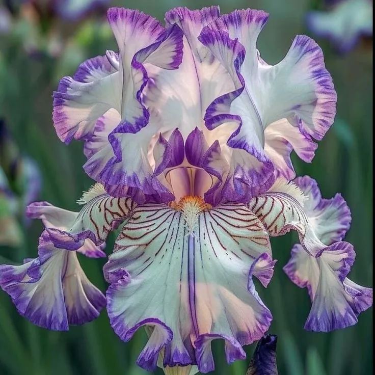 Pink Panther-Rare Iris Bulbs⚜️