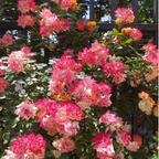 Climbing Rainbow Rose Seeds