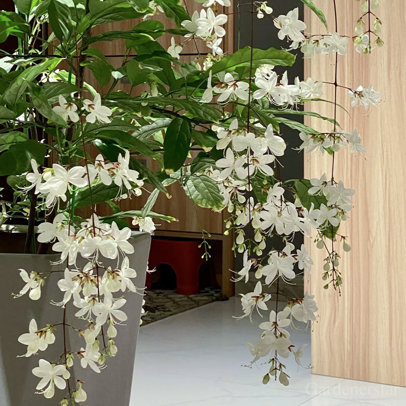 🌼Weeping Jasmine Seeds - White Jade Butterfly