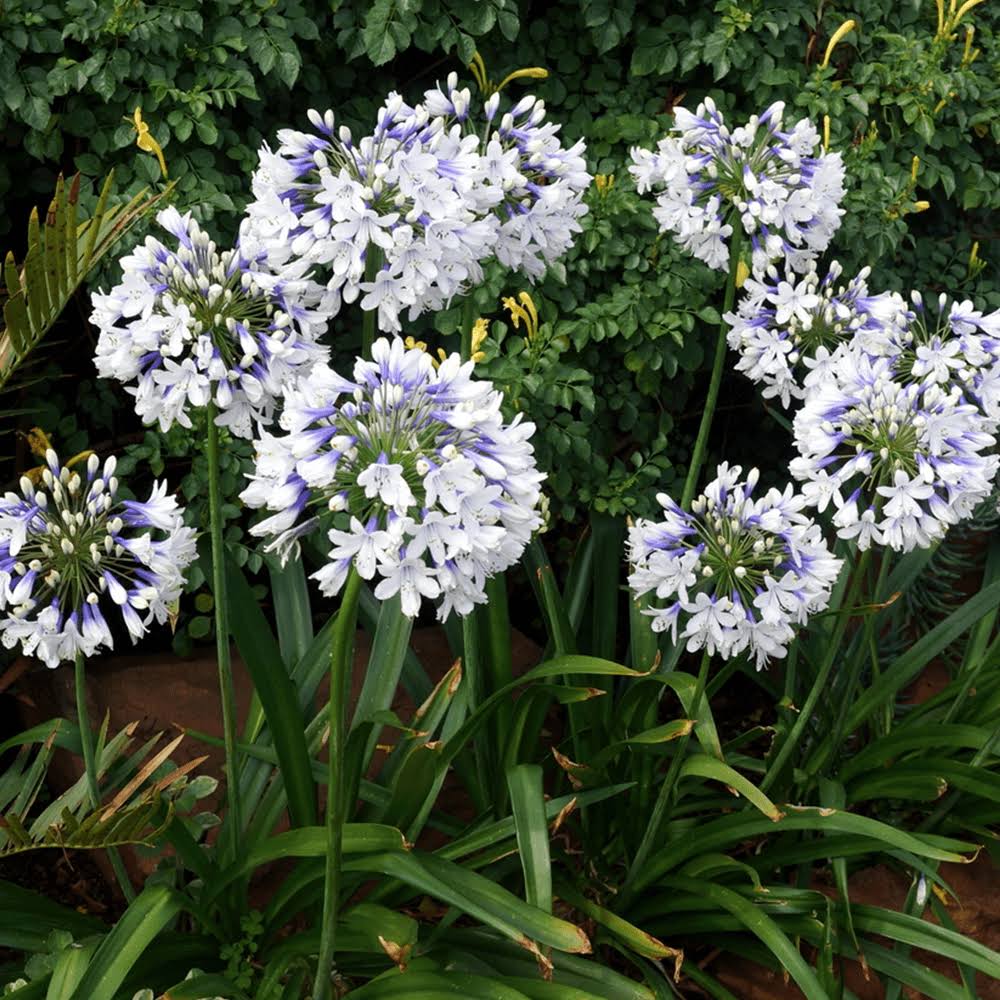🎁Oferta de Año Nuevo🎁Agapanthus ‘Twister’