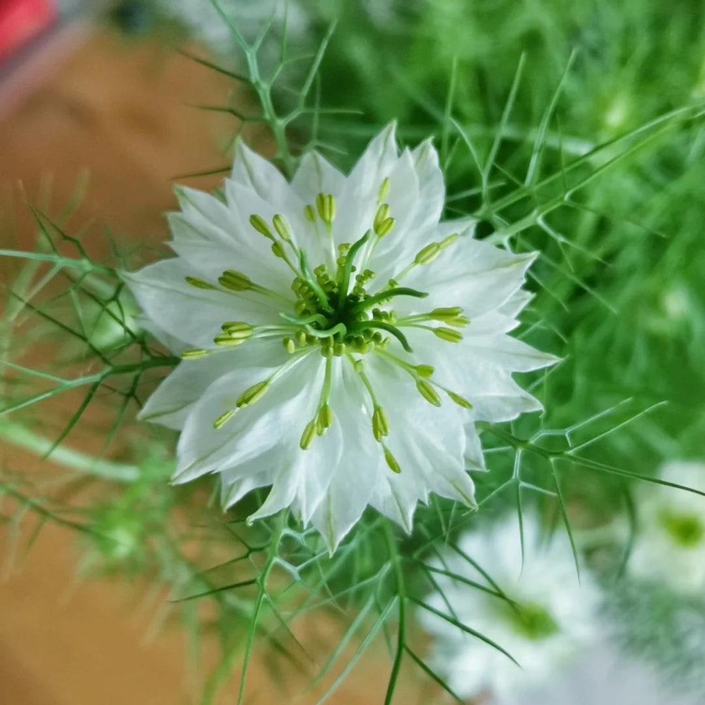 💚Nigella verde
