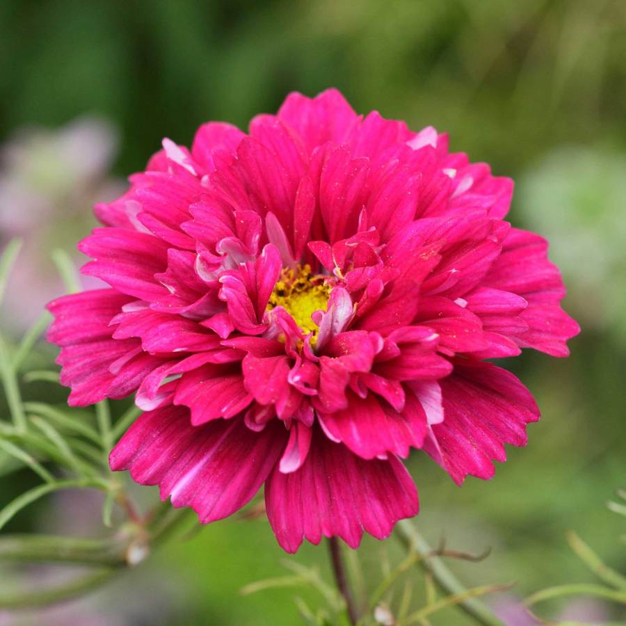 🌸Semillas de Cosmos Doble-Flor de la Felicidad