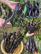 Semillas de pimiento morado-negro