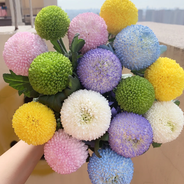 🏵️Semillas de Crisantemo Ping Pong Multicolor