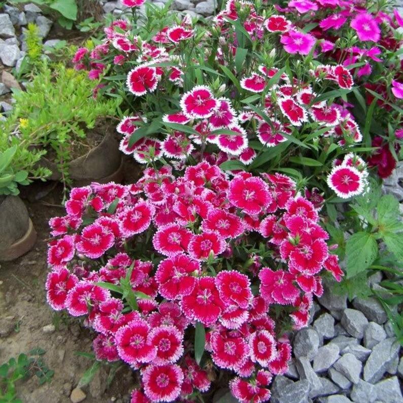 Enano WEE Willie SWEET WILLIAM Mezcla de Colores Semillas de Flores Dianthus Barbatus