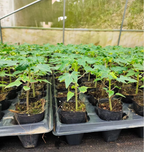 Semillas de papaya cremosas doradas