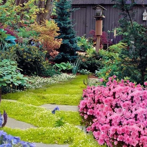 🌳Semillas de Sagina subulata para jardín y césped