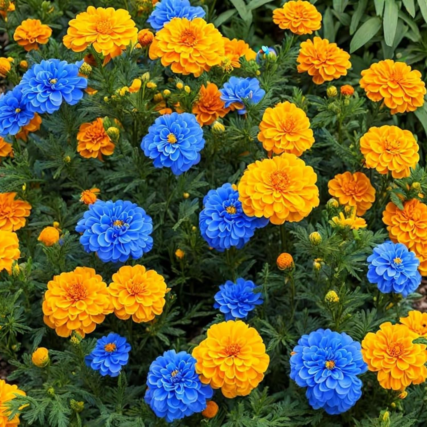 🌸Colorful Marigold Seeds
