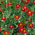 Semillas de Caléndula Linnaeus Burning Embers