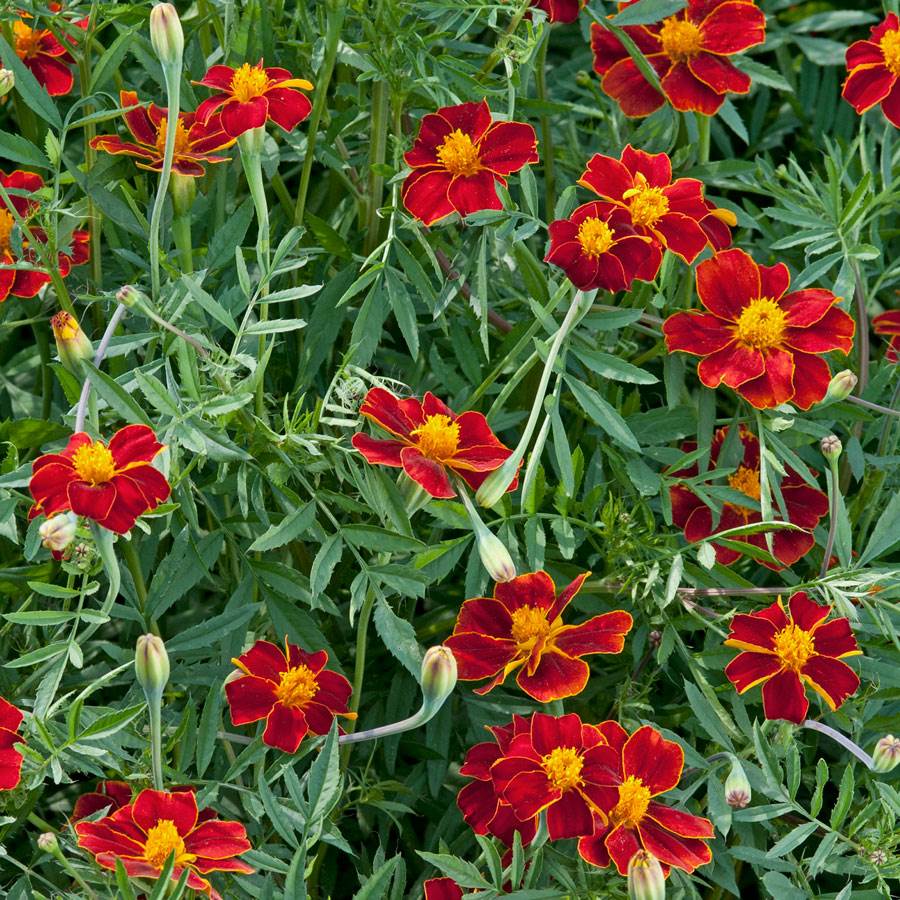 Semillas de Caléndula Linnaeus Burning Embers