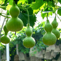Semillas de calabaza pequeña retorcidas a mano