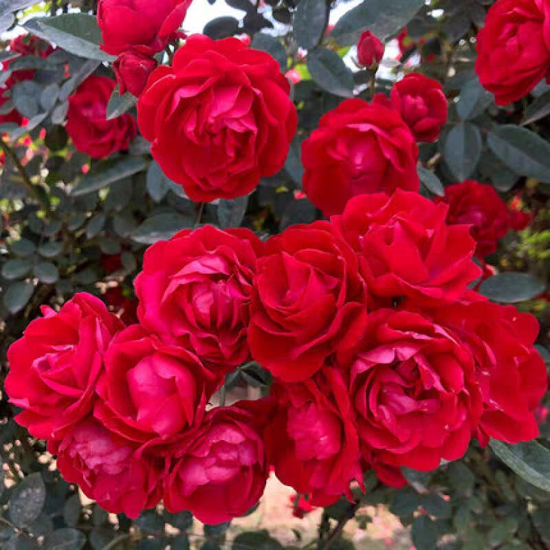 Semillas de Rosa Banksiae Aiton