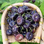 Semillas de ginseng de frutas rojas-Fruta araña