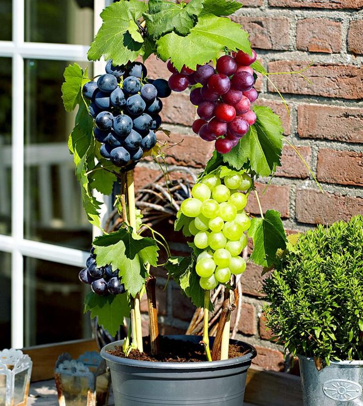 🍇Semillas de Vid en Maceta