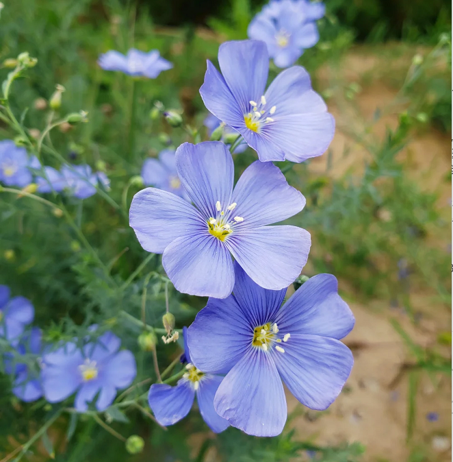Semillas de Lino Azul Perenne, Linum Perenne