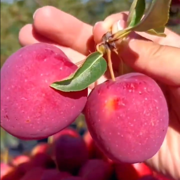 Semillas de Mini Manzana Xantolis Stenosepala