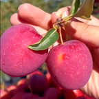 Semillas de Mini Manzana Xantolis Stenosepala