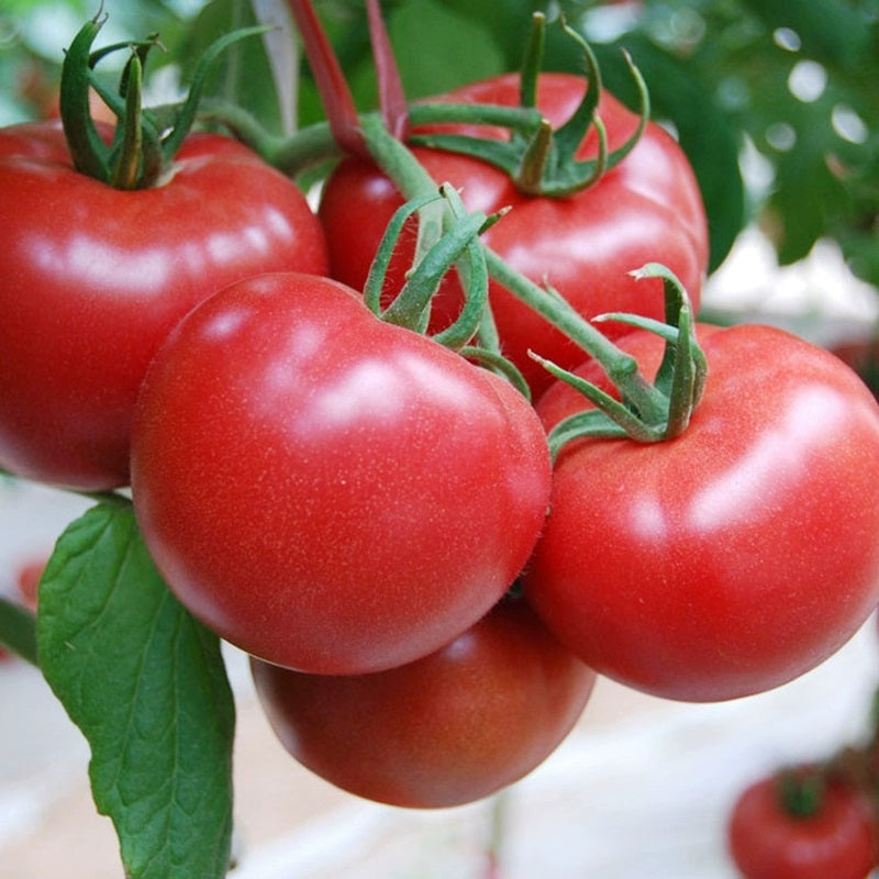 Semillas de tomate Hair Pink