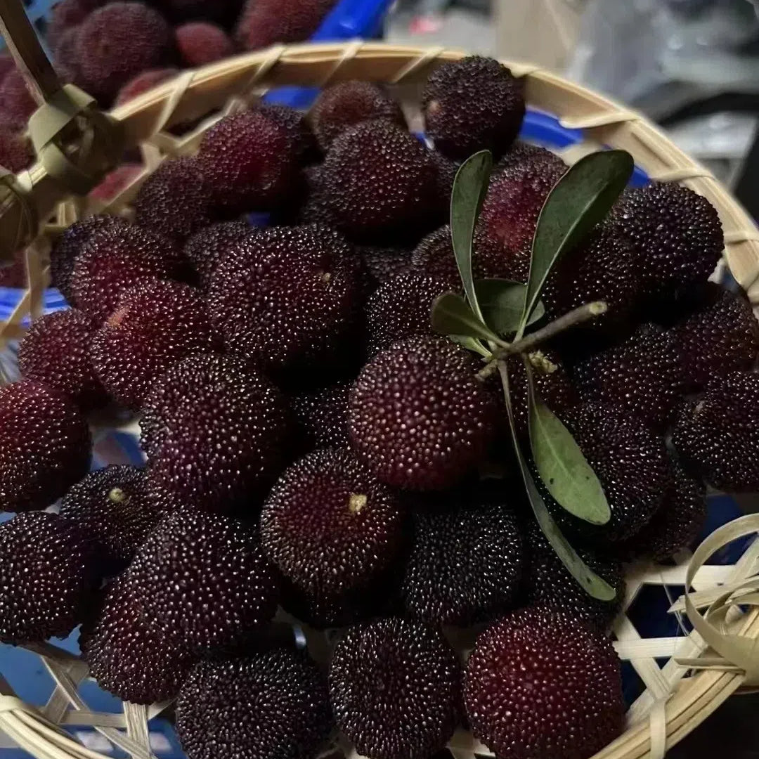 🍒 Semillas de Arrayán Perla Negra Gigante