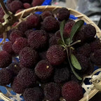 Black Bayberry Seeds