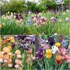 Multi Iris Seeds: Vibrant, Resilient, and Spectacular Blooms